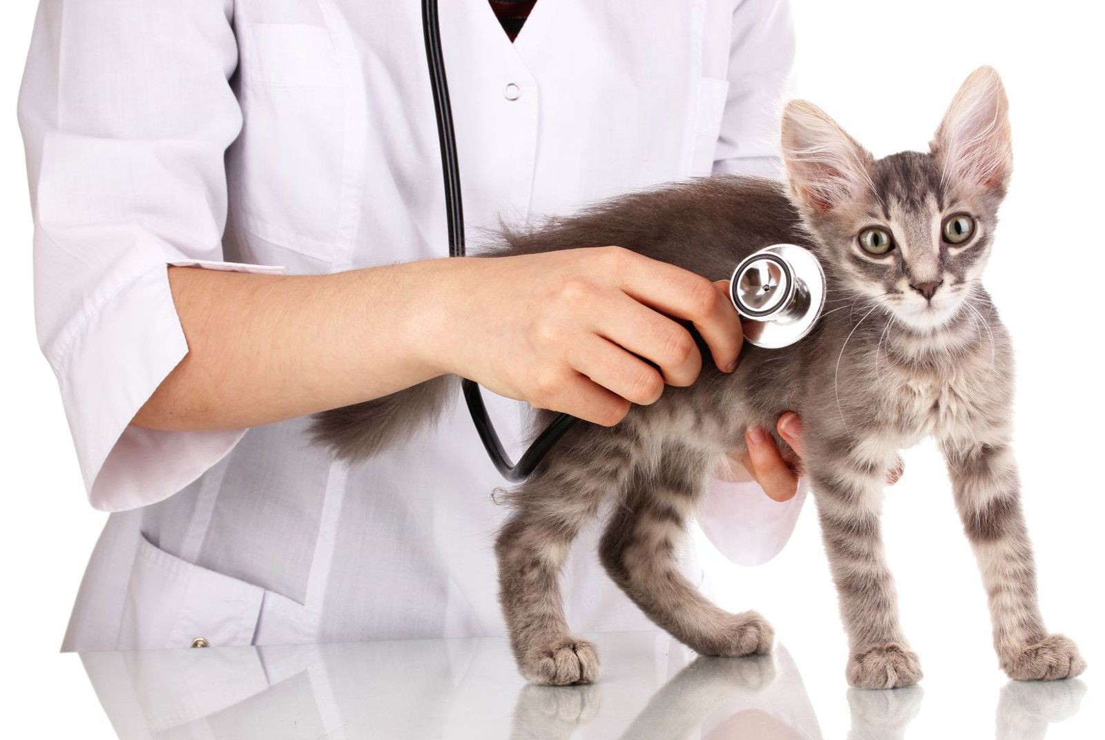 Can Cats Infect You With a Psychosis-Inducing Brain Parasite? The Answer Is Complicated