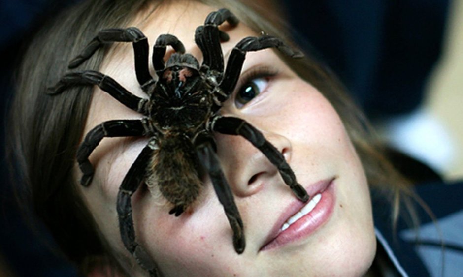 Scientists Use AR to Make Arachnophobes See Huge Spiders