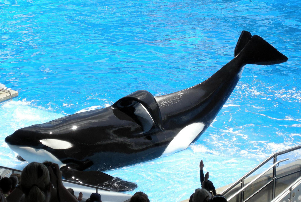 Footage Shows Orca Blasting SeaWorld Visitors With Liquid Feces