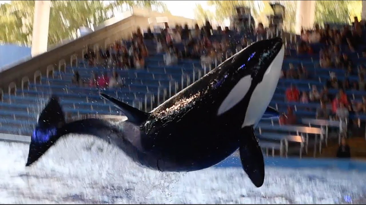 Footage Shows Orca Blasting SeaWorld Visitors With Liquid Feces