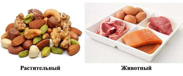 Что такое белковая недостаточность