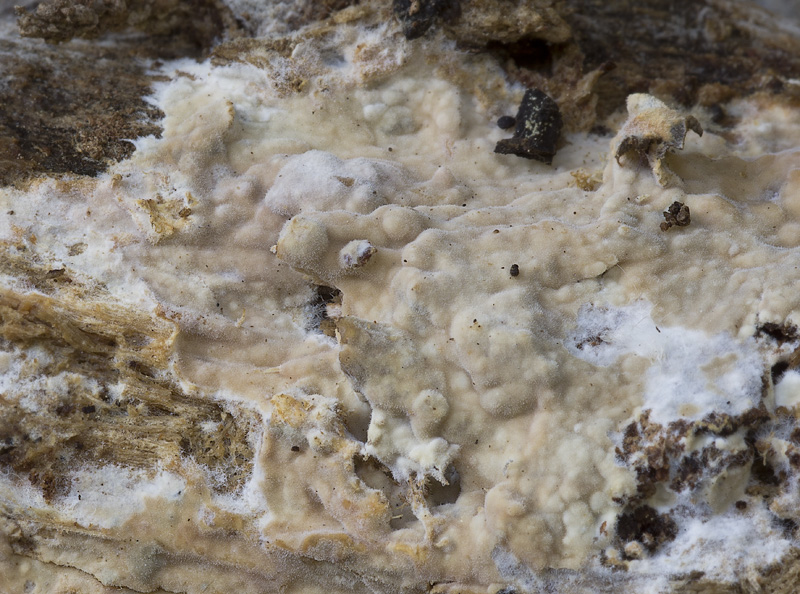 Obscure Fungus Shows Signs of Rudimentary Intelligence