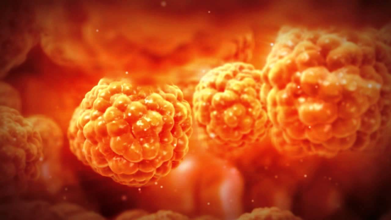 Fat cells have a 'memory' of obesity, study finds