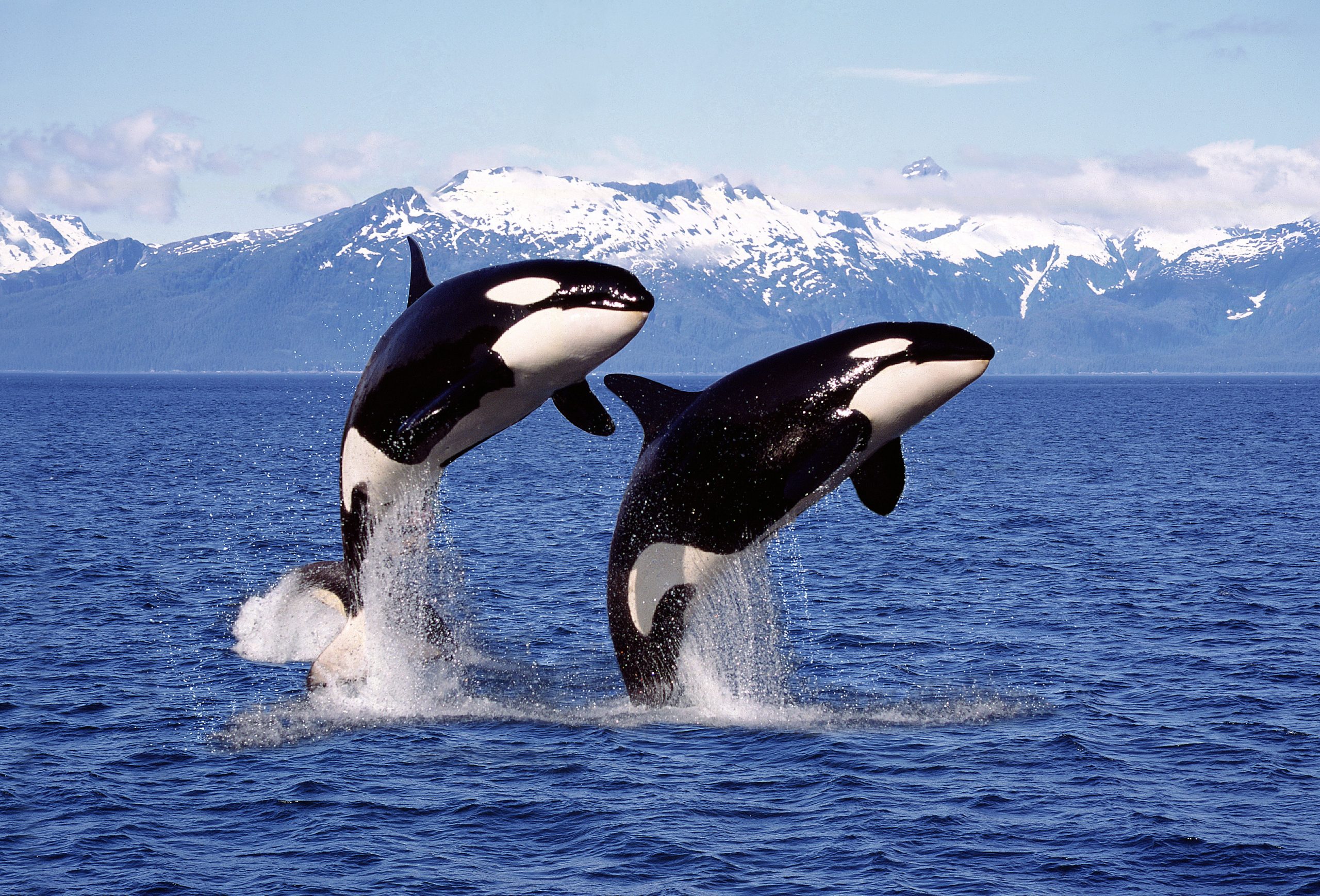 Scientists baffled as orcas start wearing salmon as 'hats' again for the first time in 40 years