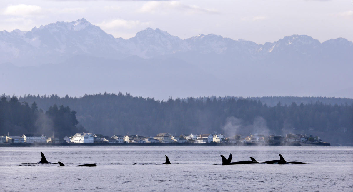 Scientists baffled as orcas start wearing salmon as 'hats' again for the first time in 40 years