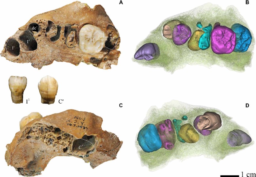 Scientists Say Skeletons Show Ancient Humans With Huge Heads