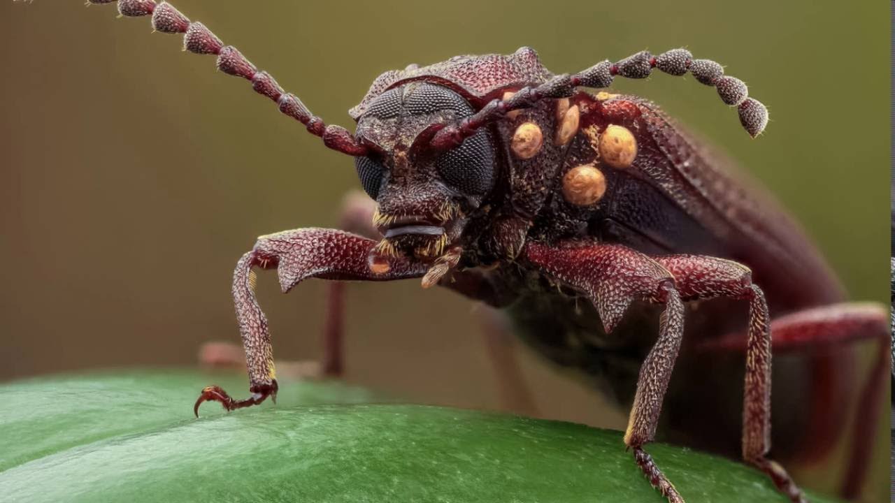 How should we treat beings that might be sentient?