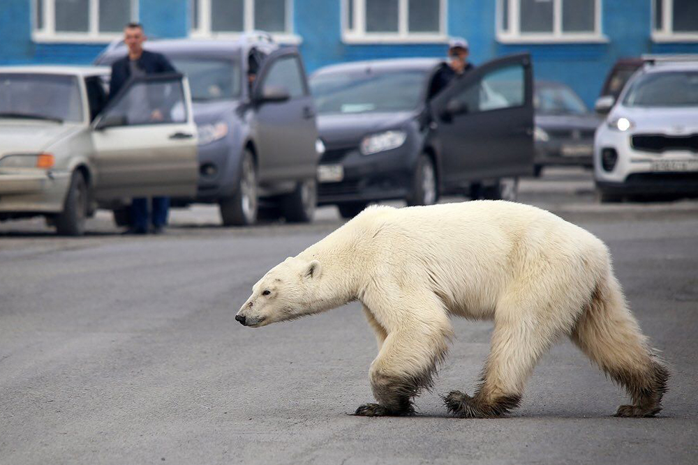 Man Attacks Polar Bear With Bare Hands to Defend Wife