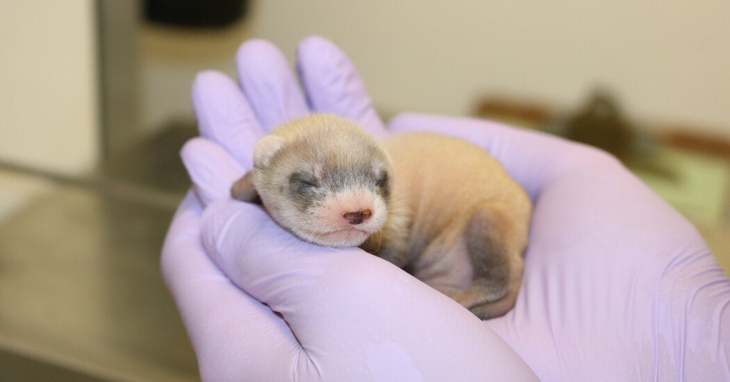 Cloned Endangered Ferret Gives Birth to Healthy Offspring