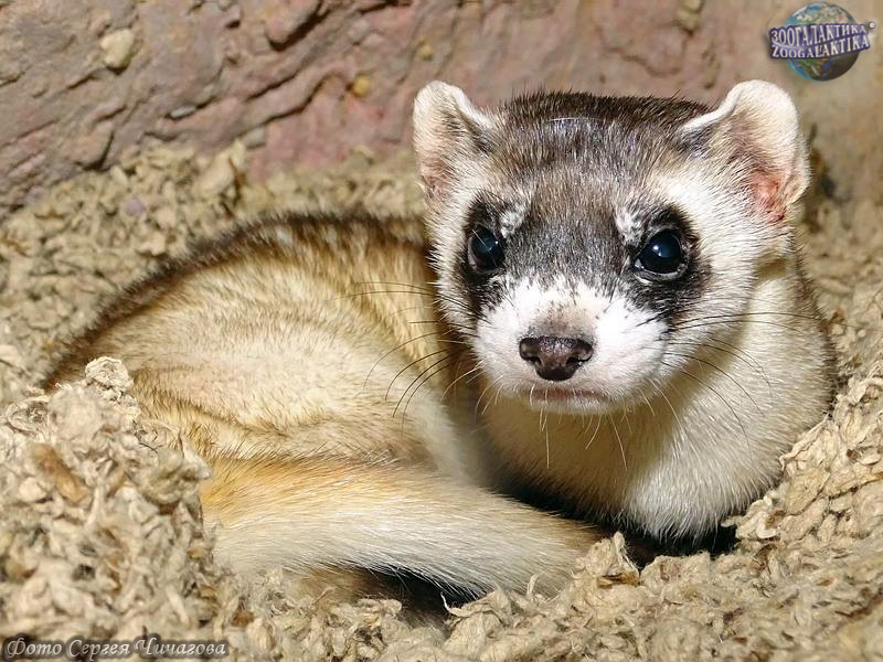 Cloned Endangered Ferret Gives Birth to Healthy Offspring