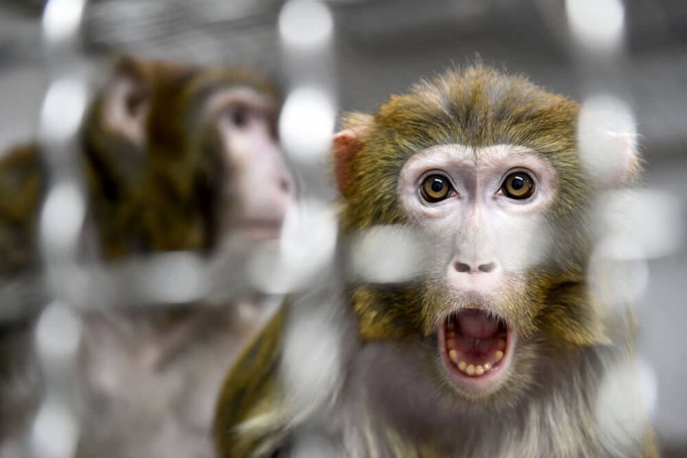 Police Warn Residents to Lock Down Houses as Dozens of Monkeys Escape Research Facility