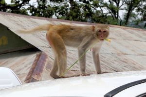 Police Warn Residents to Lock Down Houses as Dozens of Monkeys Escape Research Facility