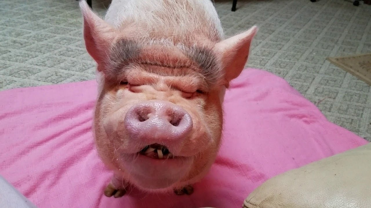 Biotech Penile Implants Let Pigs Get Erections Again