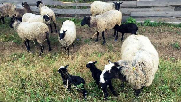 Животные на выпасе: овцы на лугу в природной среде.