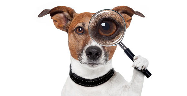 Фотография пса с магнитными аксессуарами для домашнего питомца фокусируется с помощью увеличительного стек