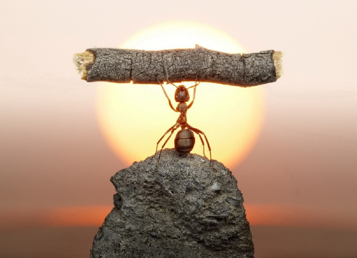 Камень на фоне неба с муравьем и насекомым, окруженный природой.