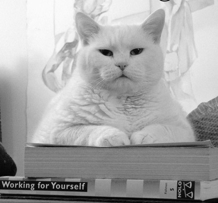 Книга о публикации с изображением ангорской кошки, животного, млекопитающего, домашнего питомца и ч