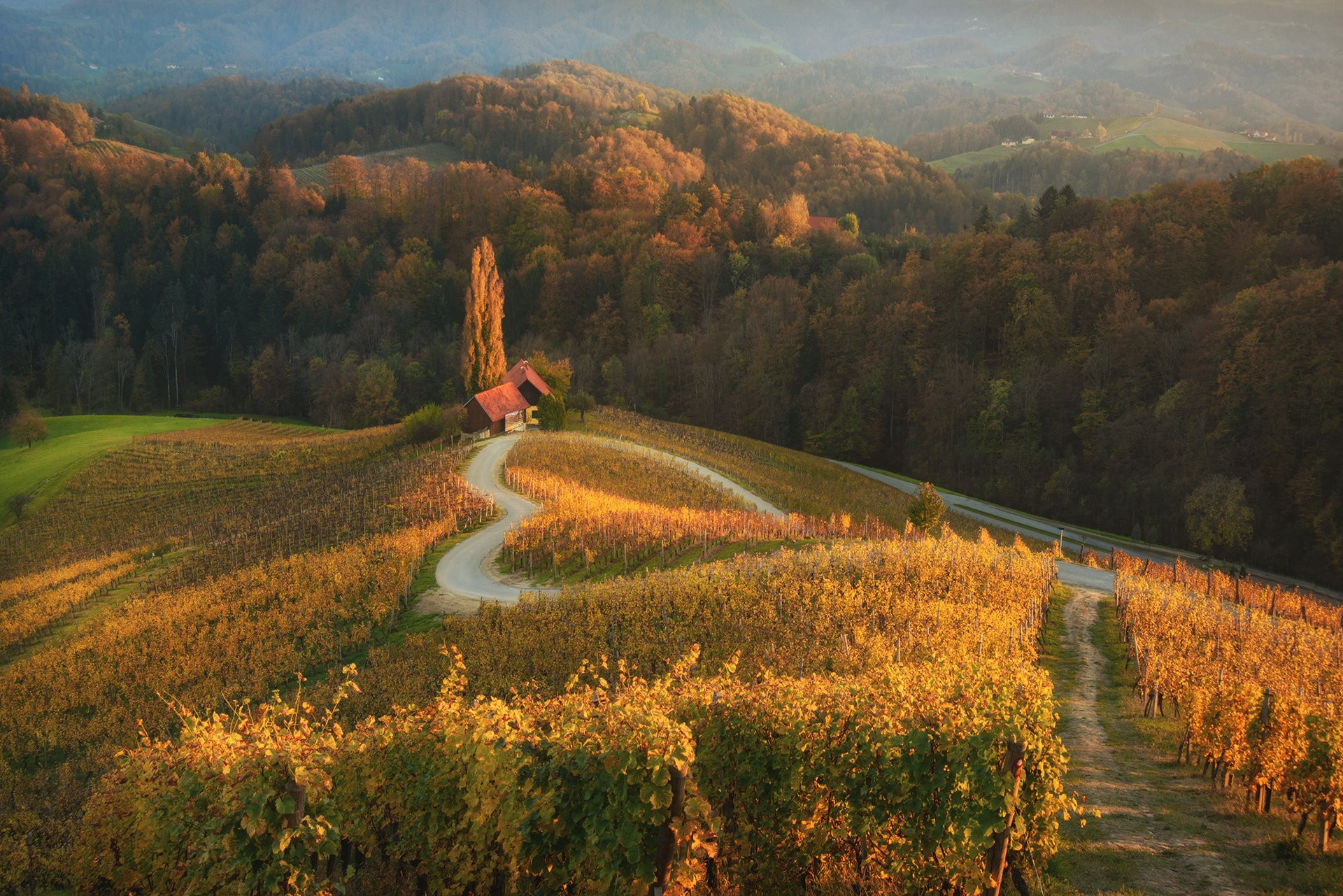 "Serene countryside landscape with lush vegetation, tree-lined road stretching through beautiful grassland scenery."