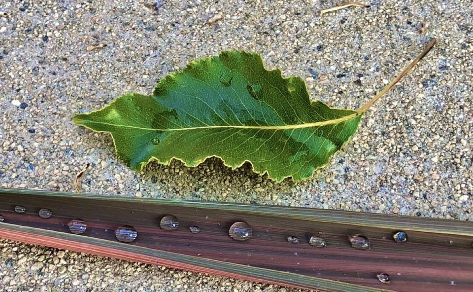 "Shimmering sycamore leaf on tarred road, surrounded by lush vegetation and diamond jewel."
