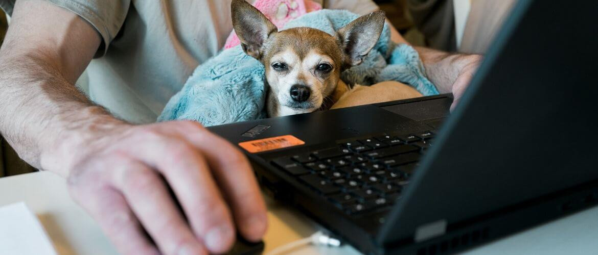 Ноутбук на фоне домашнего животного, собаки, в обстановке электроники и компьютера.