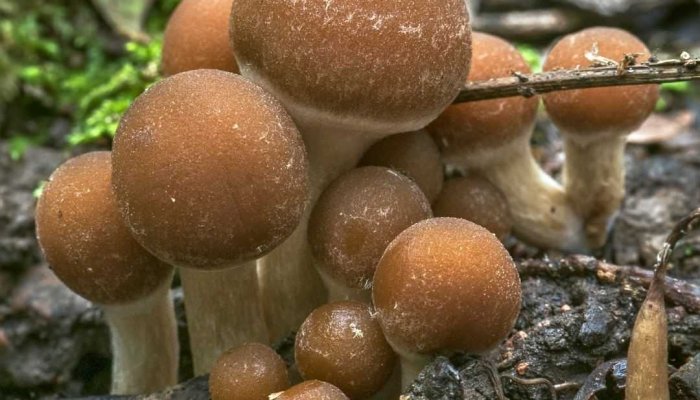 Obscure Fungus Shows Signs of Rudimentary Intelligence