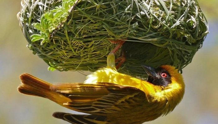 Лучшие кулинарные курсы онлайн: от новичка до шеф-повара