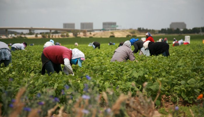Farmers Beg Trump Not to Deport the Immigrants They Use for Cheap Labor