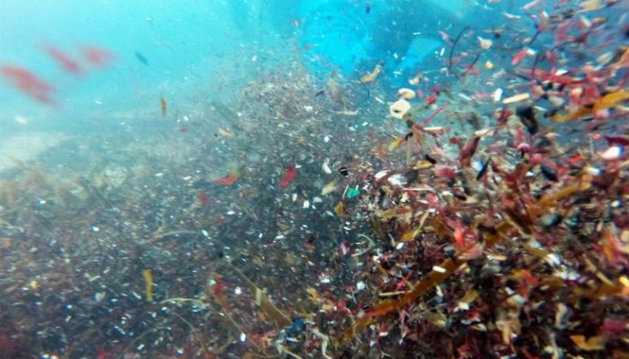 Inflammatory Bowel Disease Linked to Microplastics in Your Gut