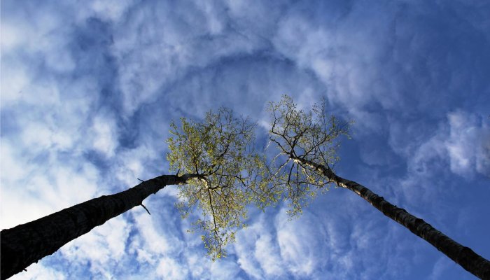 Plants and Forests Absorbed Almost No Carbon Last Year, Shocking Climate Scientists