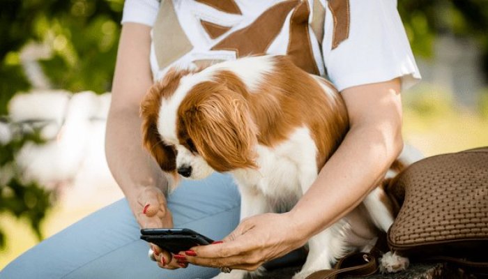SEO for Dog Trainers