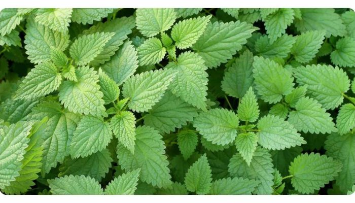 Herbal Remedy for Seasonal Allergy
