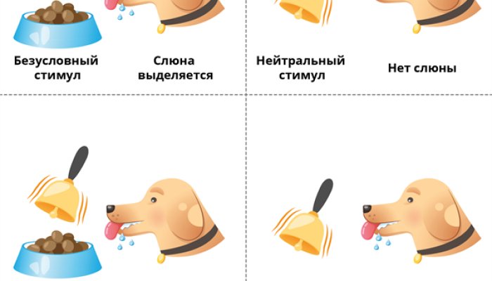 Безусловные рефлексы: что это?