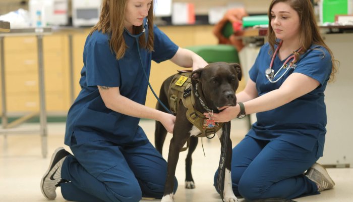 4 Ways Veterinary Tech Is Evolving