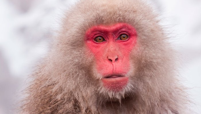 Scientists Use Human Stem Cells to Restore a Monkey’s Vision
