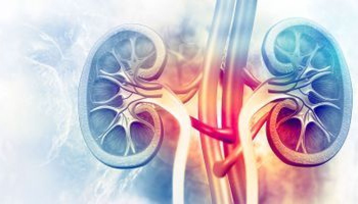Understanding the Basics of Assessing a Patient for Kidney Transplant