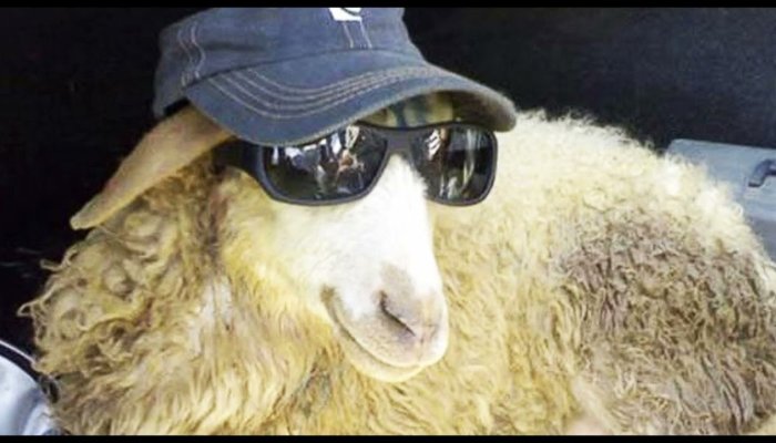 Bionic Eyes Give Sheep Sight, Heading to Humans Next
