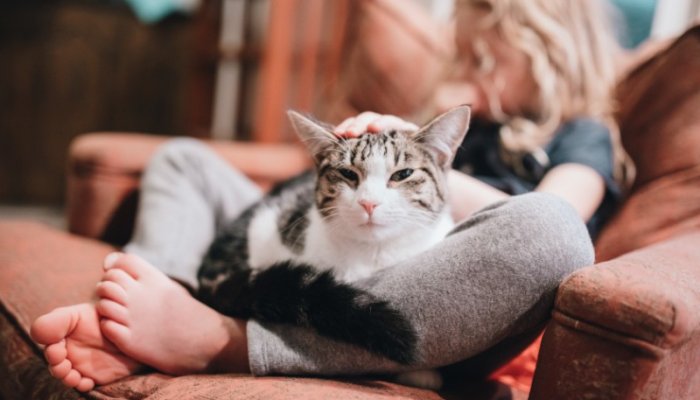 How Much Does It Cost To Have A Cat?