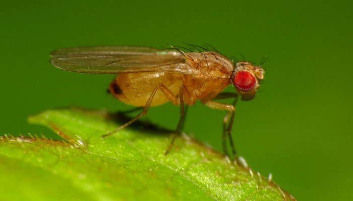 China Deploys Fruit Flies in Space Station