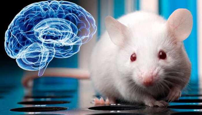 Scientists Use Nanoparticles to Remote Control Brains of Mice