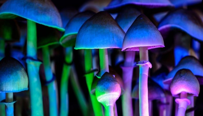 Scientist Says Astronauts Should Take Psychedelic Mushrooms in Space