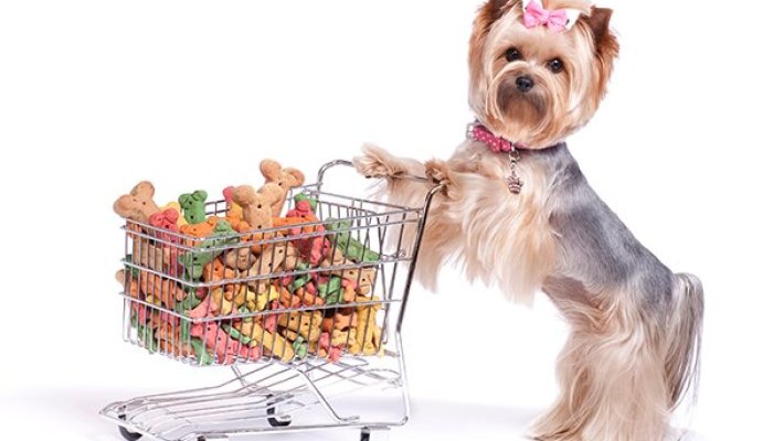 4 Steps Necessary for a Successful Online Pet Store