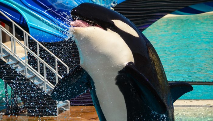 Footage Shows Orca Blasting SeaWorld Visitors With Liquid Feces