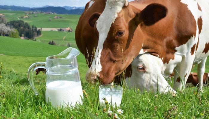 Cow Hacked With Human DNA Produces Milk Containing High Levels of Human Insulin