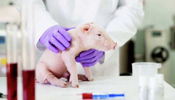 Startup Clones Three Piglets Gene-Hacked to Have Organs Transplanted Into Humans