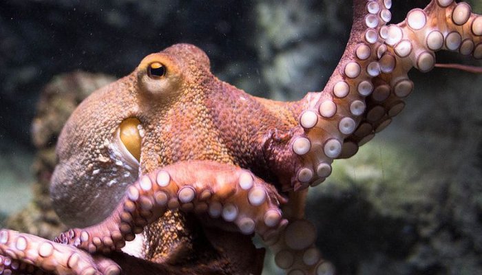 How should we treat beings that might be sentient?