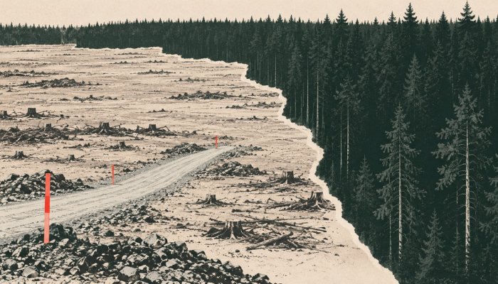 „Google“ duomenų centrui iškirsta 300 ha miško, reguliuotojas aiškinasi