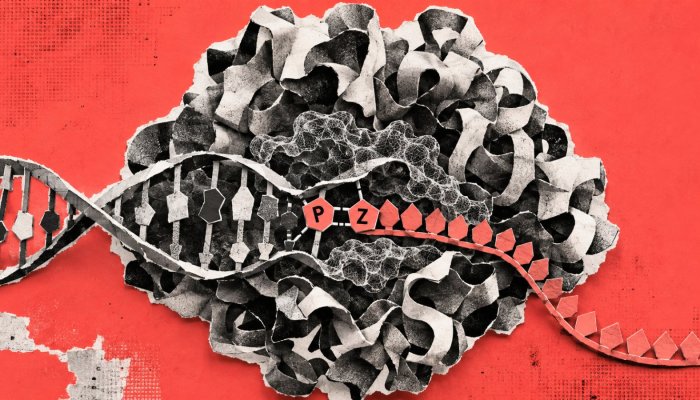 DNAの文字は8種類に増やせる、大腸菌酵素が人工塩基も転写