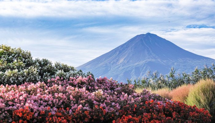 Mount Fuji Snowless For Longest Time In 130 Years