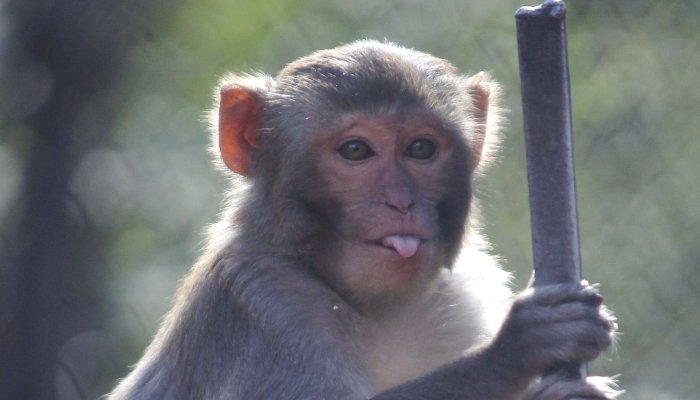Police Warn Residents to Lock Down Houses as Dozens of Monkeys Escape Research Facility