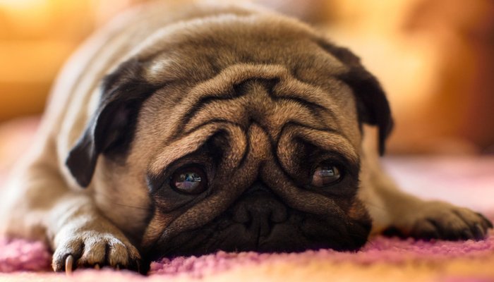 Полезный и вредный стресс